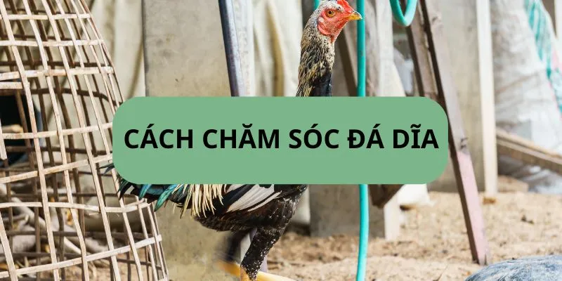 cach-cham-soc-ga-da dia