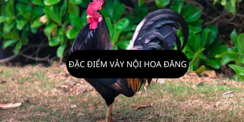 dac-diem-vay-noi-hoa-dang