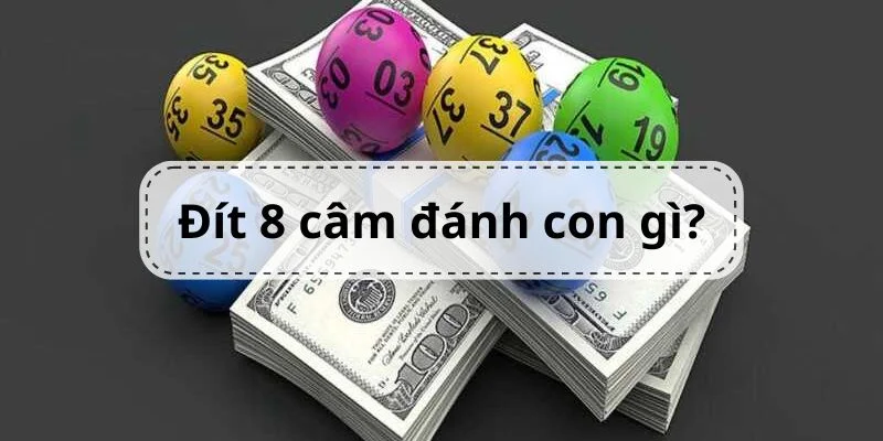 dit-8-cam-danh-con-gi