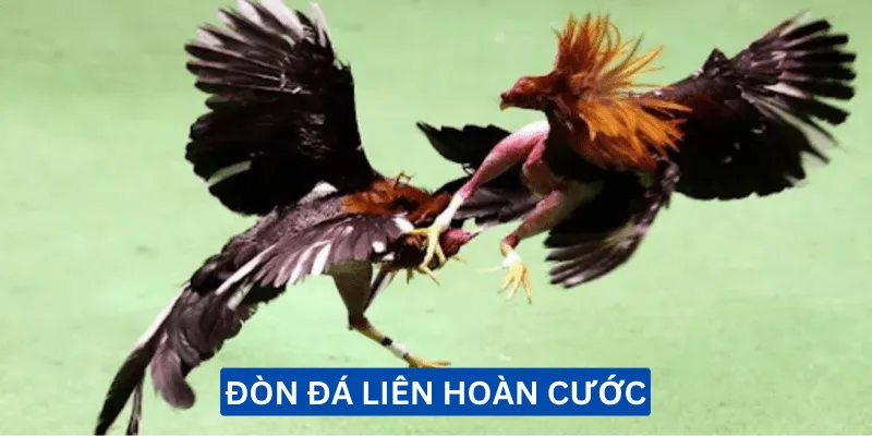 don-da-lien-hoan-cuoc