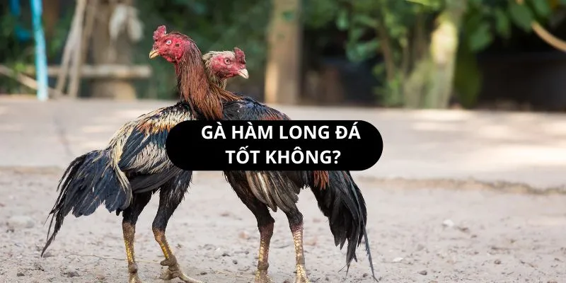 ga-ham-long-da-tot-khong