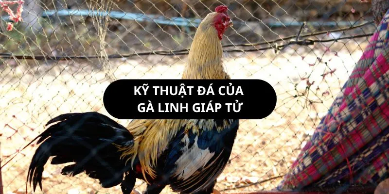 ky-thuat-da-ga-linh-giap-tu