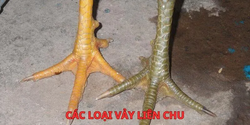 phan-loai-vay