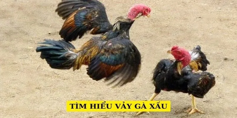 tim-hieu-vay-ga-xau