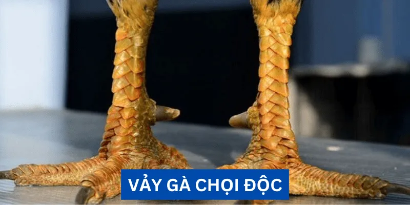 vay-ga-choi-doc