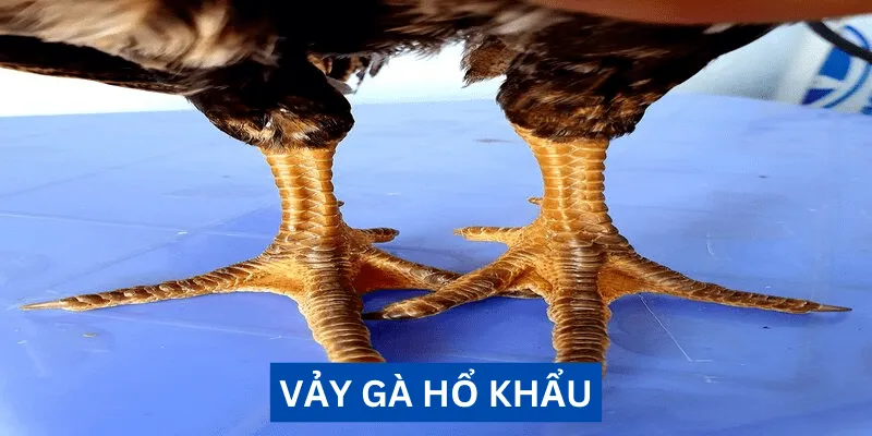 vay-ga-ho-khau