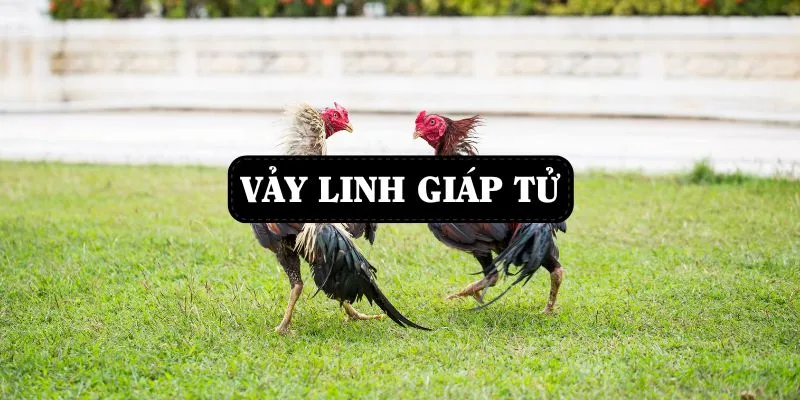 vay-ga-linh-giap-tu