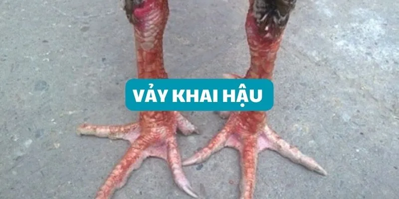 Vẫy gà khai hậu